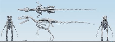 ArtStation - Updated Utahraptor Skeleton