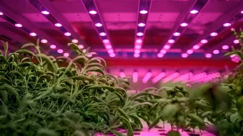 What Is The Cost Difference Between Hydroponic And Panoponica Technologies? - Hydroponic Way