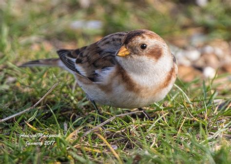 Snow Bunting (1st winter female) | Andrew Madgwick | Flickr