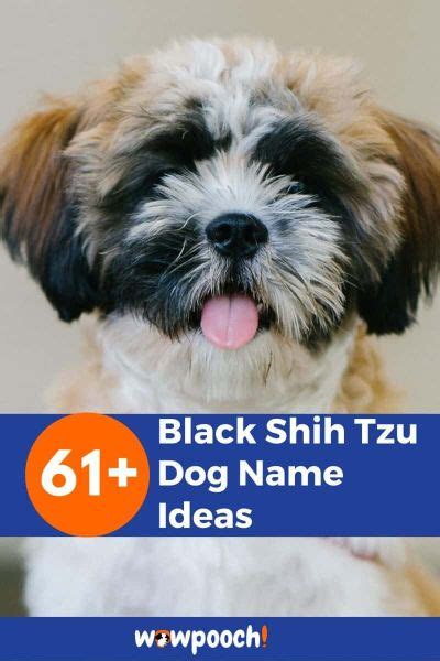 61+ Best Black Shih Tzu Dog Name Ideas - WowPooch