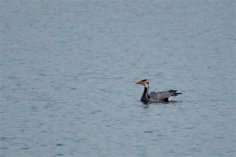 eBird Checklist - 18 Nov 2022 - Sukhna Lake Chandigarh - 11 species