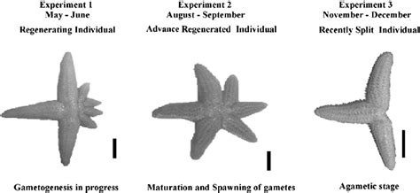 Sea stars in different states of regeneration and stages of ...