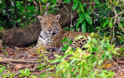 Wild jaguar conservation necessary in Mesoamerica - Earth.com