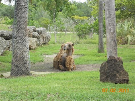 Zoo Miami July 2, 2011 | A day at the zoo. Bactrian camel ex… | Flickr