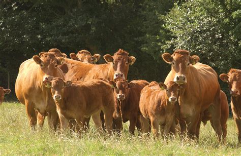 Professional cattle breeder in Scotland and the UK