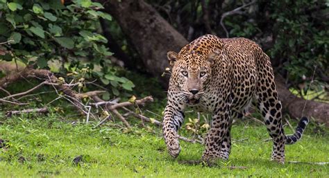 Top 5 Places in Sri Lanka to see Leopards – Classic Sri Lanka