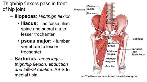 Hip Muscles Diagram The Hip Joint Articulations Movem - vrogue.co