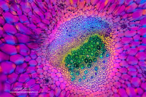 The Microscopic Beauty of Plants and Trees by Robert Berdan - The Canadian Nature Photographer