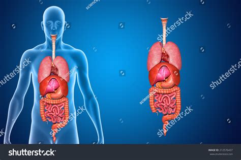 Human Organs Stock Photo 212576437 : Shutterstock