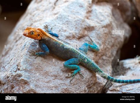 East African Rainbow Lizard Stock Photo - Alamy