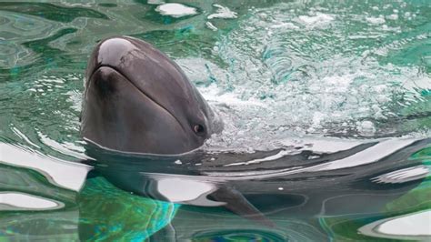 Chester the false killer whale has died, Vancouver Aquarium says | CBC News