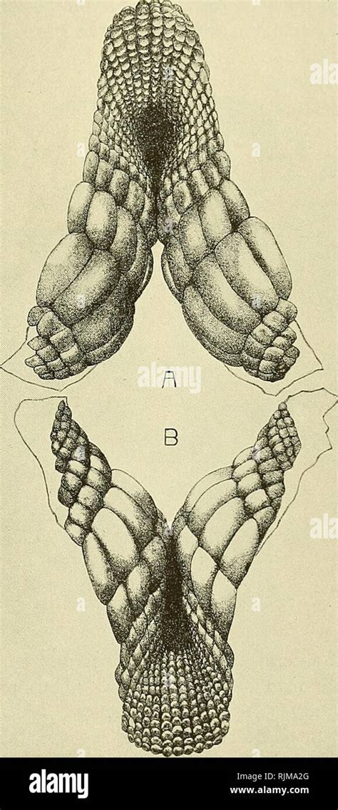 . The Bashford Dean memorial volume :. Fishes; Sharks; Fishes, Fossil. The Embryology of ...