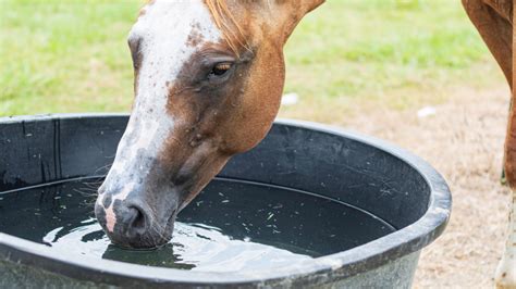 Horse Water Troughs: Best Troughs, Maintenance, and Equine Hydration