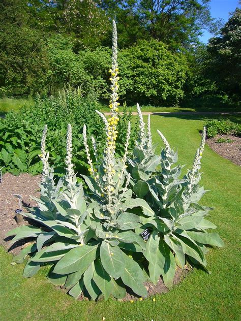 Amazon.com : Bulk 100 Seeds Mullein Seed Ornamental Plant Flowering Medicinal : Garden & Outdoor