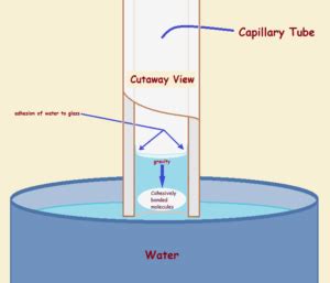 Capillary Action from the Forces of Adhesion and Cohesion