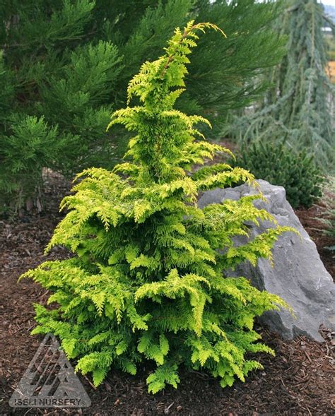 Chamaecyparis obtusa 'Fernspray Gold' Golden Hinoki Cypress | Evergreen ...