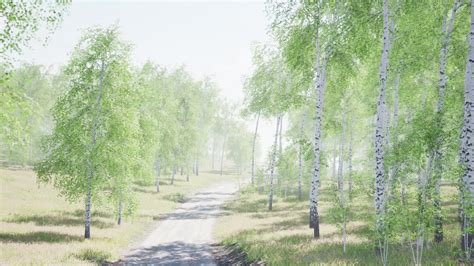 birch forest in sunlight in the morning 6158836 Stock Video at Vecteezy