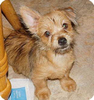 Conesus, NY - Yorkie, Yorkshire Terrier/Norfolk Terrier Mix. Meet Bruno a Puppy for Adoption.