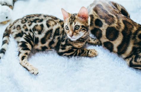 6 Spotted Cat Breeds