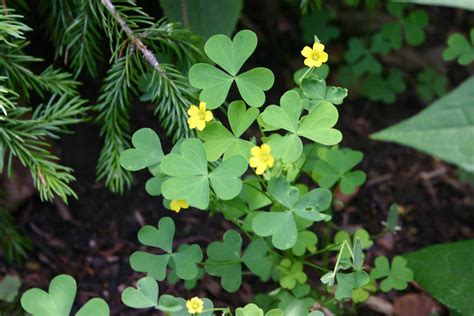 How to Grow and Care for a Shamrock Houseplant