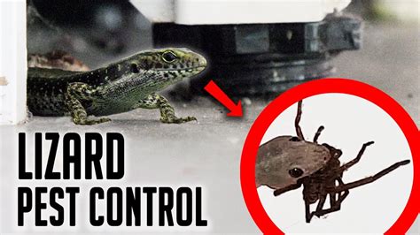 Aussie man puts lizards in his house to eat spiders - YouTube