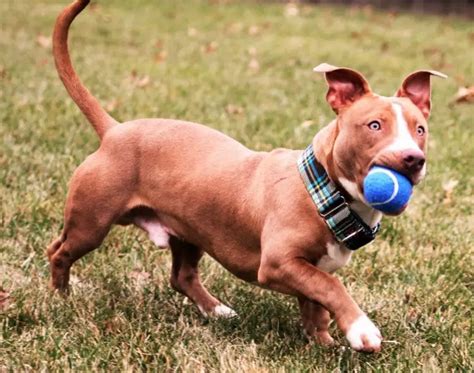 Pitbull Dachshund Mix - A Quick Guide and Facts About Rami The Popular Dox Bull