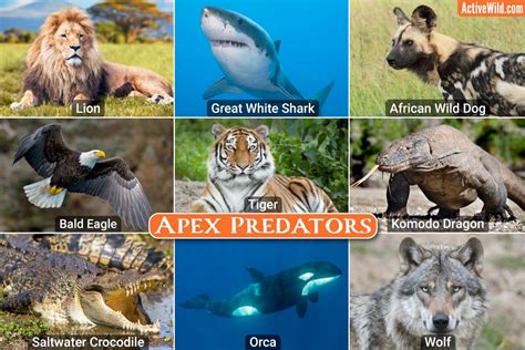 Apex Predator