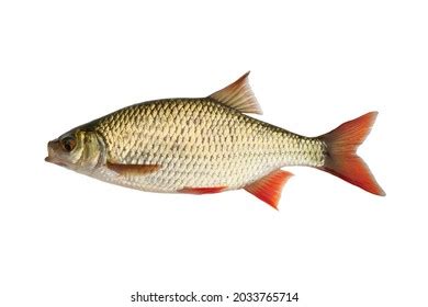 157 Silver cyprinid Images, Stock Photos & Vectors | Shutterstock