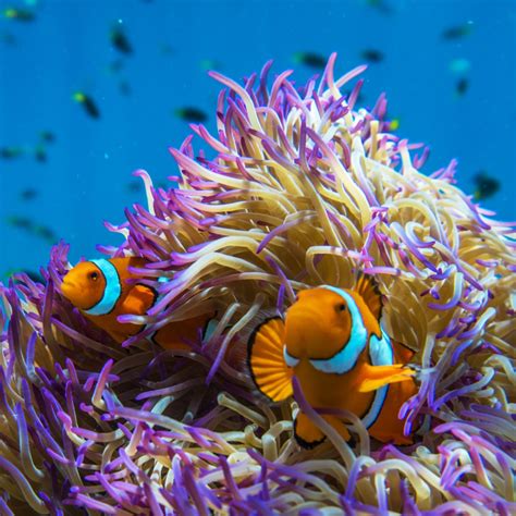Great Barrier Reef animals: meet the Great Eight - Tourism Australia | Great barrier reef ...