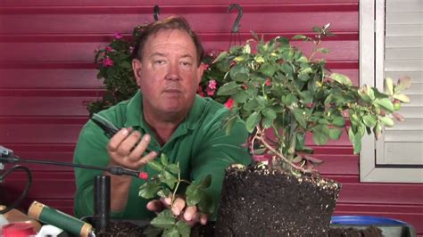 Growing Roses : How to Reproduce Roses - YouTube