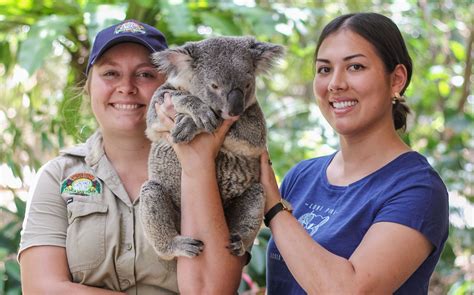 Book Koala Conservation Reserve Tickets