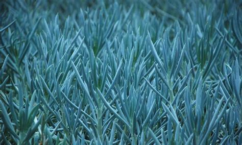 Senecio Serpens: Decorating with Blue Chalksticks - Epic Gardening