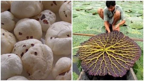 Makhana/ Fox Nut Cultivation: Scientist Warn Farmers Against These 3 ...