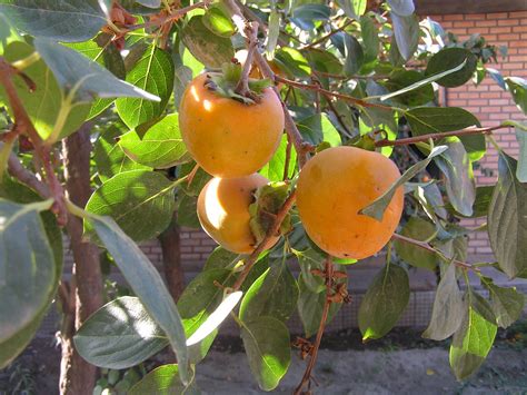 Diospyros kaki (Persimmon or Kaki) | Fruit of Persimmon or K… | Flickr