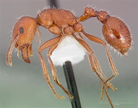 Pogonomyrmex maricopa - Wikipedia