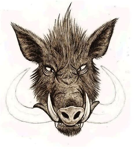 Wild Boar Skull Drawing at GetDrawings | Free download