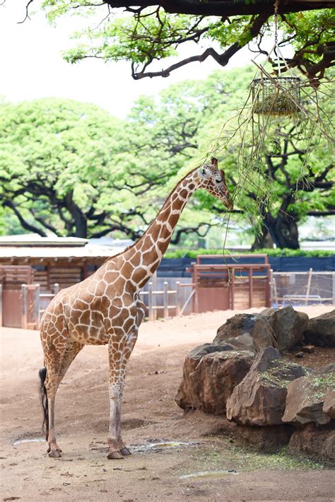 Honolulu Zoo