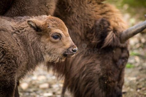 Young Bison Calf Running in Yellowstone Stock Image - Image of grand ...