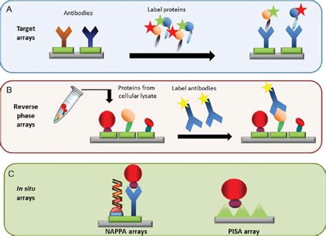 Major types of protein microarrays: (A) targeted protein arrays, (B)... | Download Scientific ...