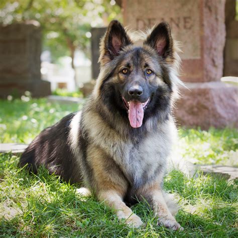 Shiloh Shepherd Dog Facts - Wisdom Panel™ Dog Breeds