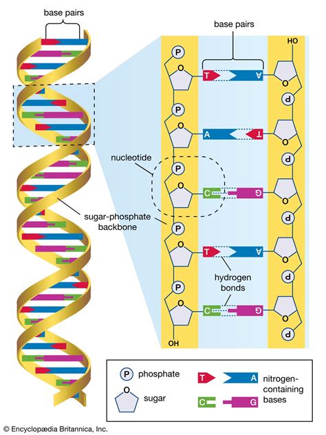 Objectives of the Human Genome Project | Britannica