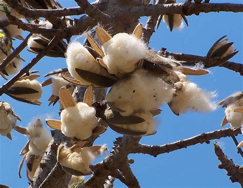 Red silk cotton tree facts and health benefits