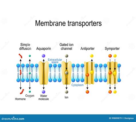 Types of a Channel in the Cell Membrane Stock Vector - Illustration of diffusion, hormone: 99889879