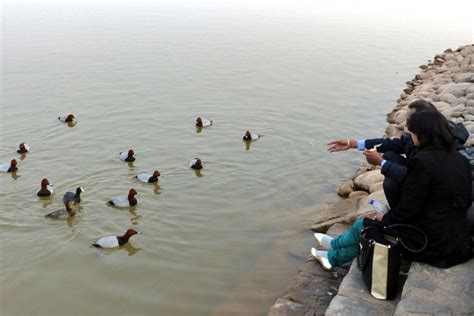 Illegal feeding of migratory birds at Sukhna Lake, Chandigarh | Conservation India