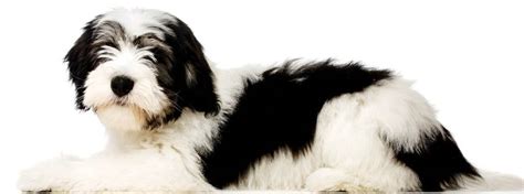 Polish Lowland Sheepdog - Dog Breed Guide