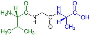 Tripeptide - Wikipedia