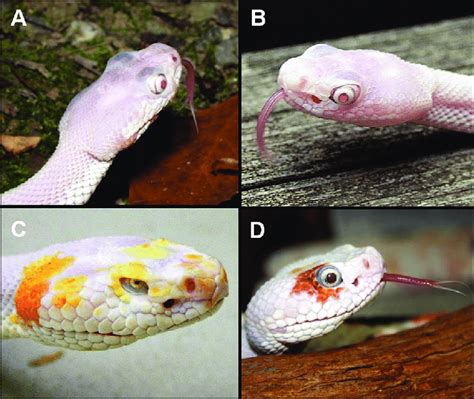 Exophthalmia in the male Crotalus horridus in 2001 (A) and the female... | Download Scientific ...