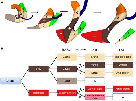 The development of the cloaca in the human embryo - Kruepunga - 2018 ...