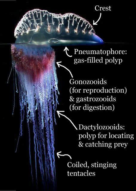 Man-of-War venom, and the discovery of anaphylaxis – Gelatinous Sting