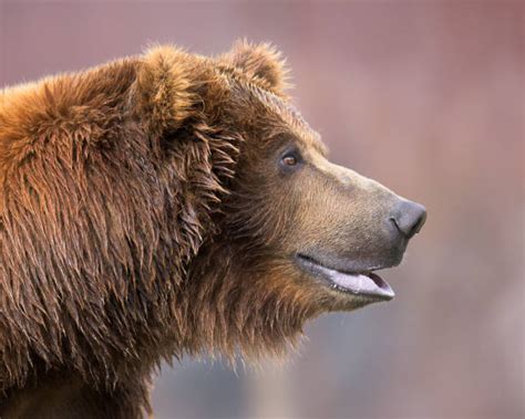 Grizzly Bear Face Profile